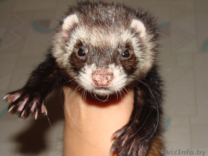 СРОЧНО продаётся фреточка Ася, по причине аллергии. - Изображение #1, Объявление #759655