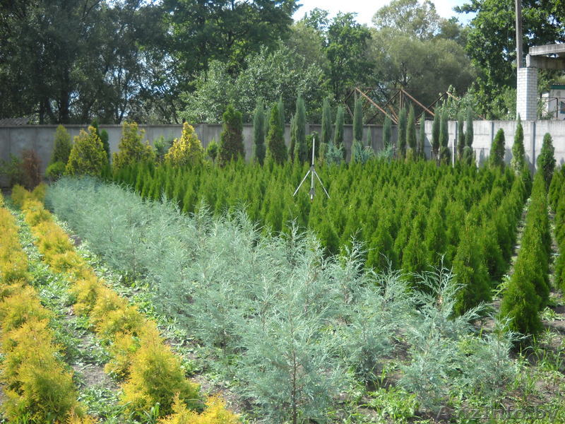 Питомник растений Беларусь - Изображение #1, Объявление #759254