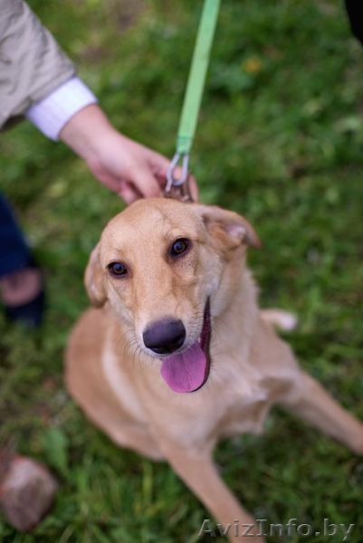 Джессика- рыженькая  модель - Изображение #1, Объявление #761831