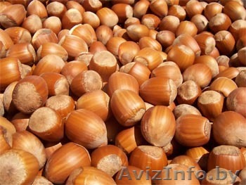 Фундук 2012 год. - Изображение #1, Объявление #756908