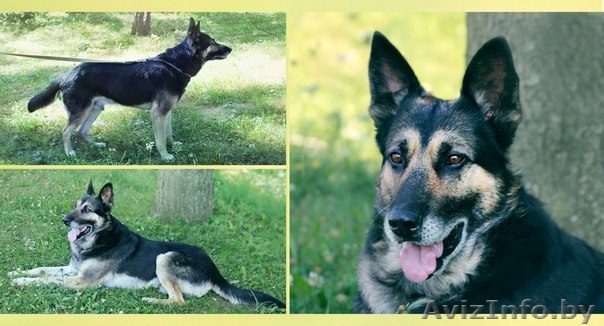 Овчарка на охрану: цепь, вольер - Изображение #1, Объявление #759698