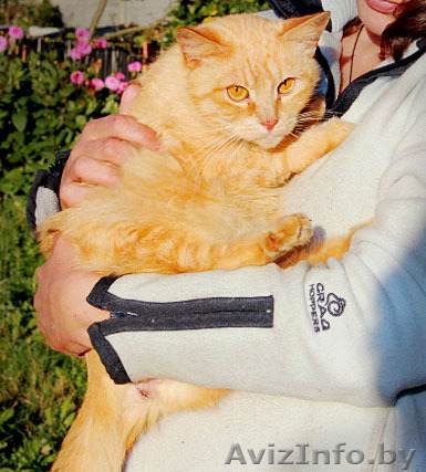 Принцесса - рыжая пышечка с золотым характером - Изображение #1, Объявление #757728