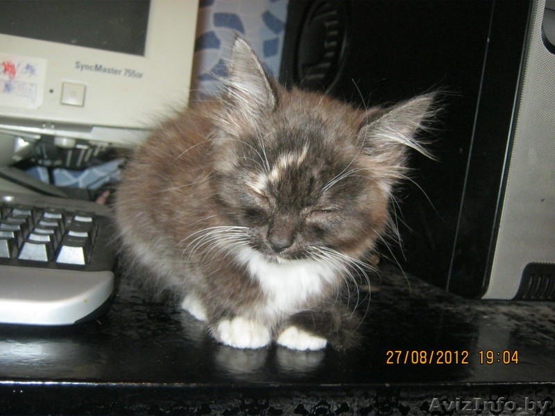 отдаем котенка в дар в хорошие руки - Изображение #1, Объявление #752120