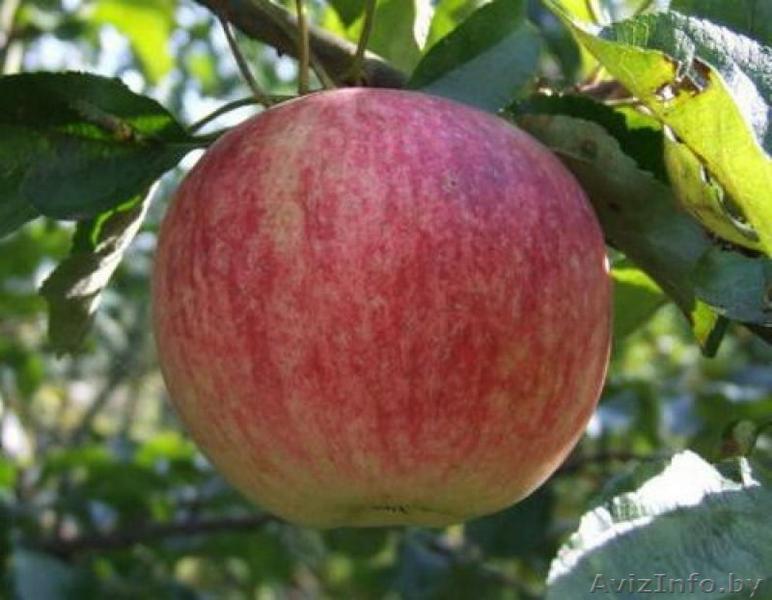 Саженцы плодовых культур оптом и в розницу - Изображение #1, Объявление #764395