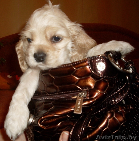 американский кокер спаниель - Изображение #1, Объявление #753330