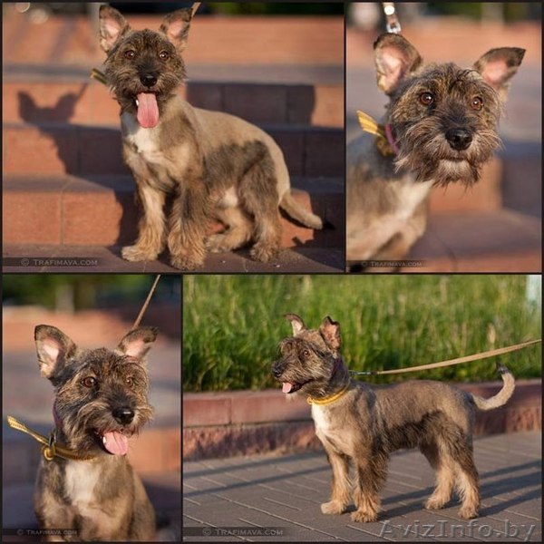 Арчи - пепельный маленький пёсик.  - Изображение #1, Объявление #759057