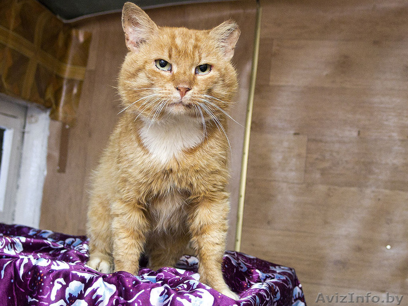 Рыжий кот Гарфилд - любовь на всю жизнь  - Изображение #1, Объявление #754363