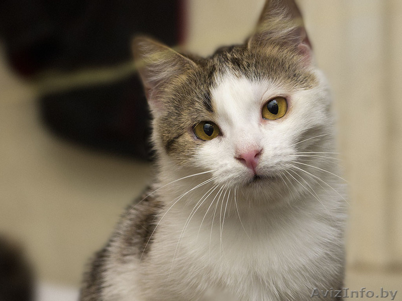 Ария ищет новый дом - Изображение #1, Объявление #759647