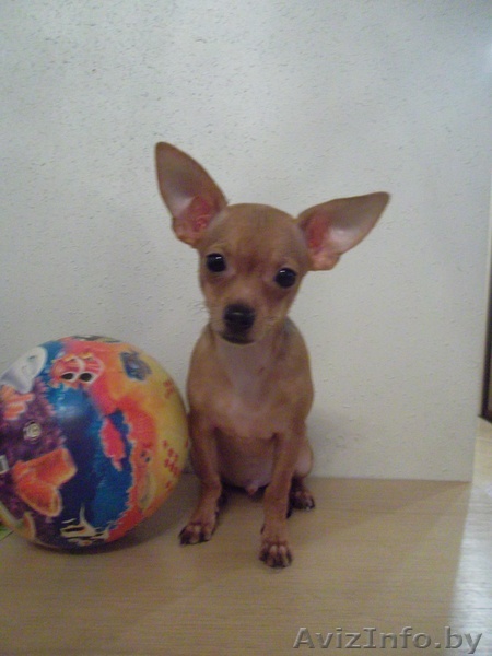 чихуахуа мальчик - Изображение #1, Объявление #751419