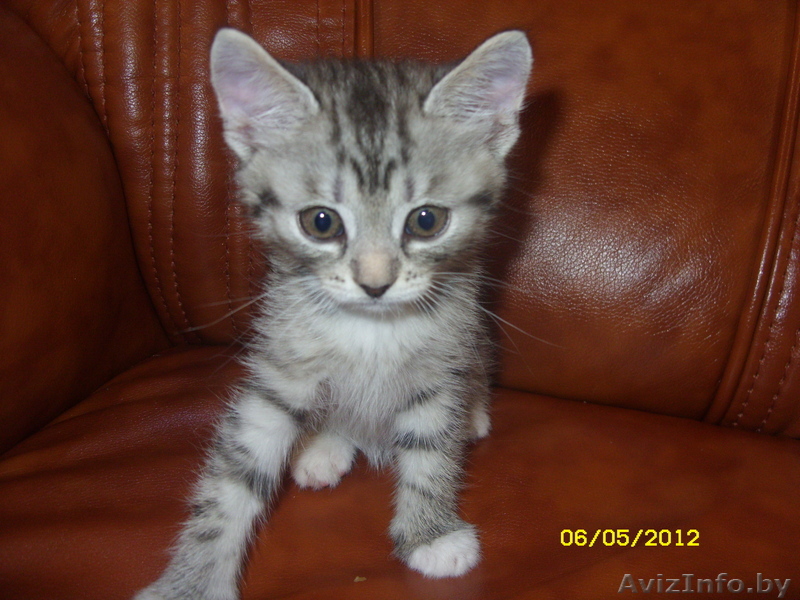 девочка котенок - Изображение #1, Объявление #752518