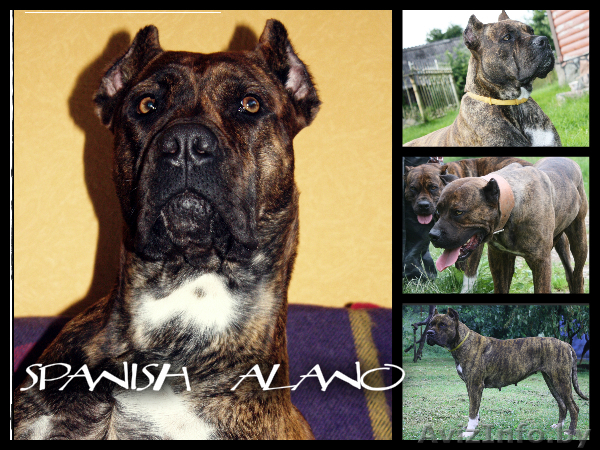 Щенки Испанского Алано - Изображение #1, Объявление #758007