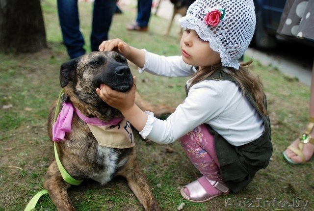 ищем передержку или домик  - Изображение #1, Объявление #760197