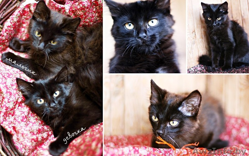 Черные воспитанные котята 5 месяцев в дар - Изображение #1, Объявление #752728