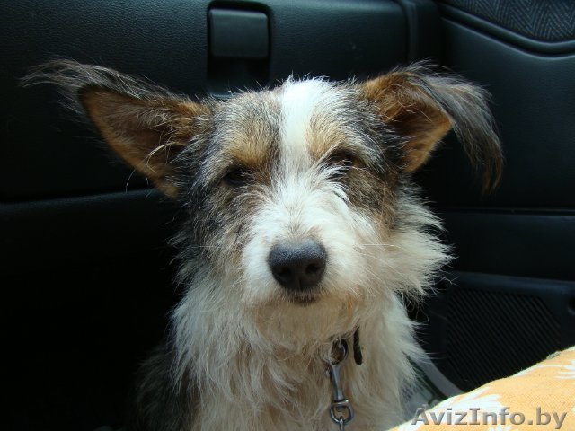 Щенки на любой вкус=) - Изображение #1, Объявление #765775