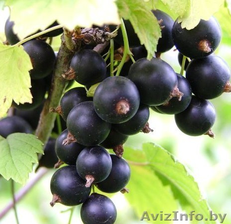 ООО "Росягода" саженцы смородины +37529 618 98 88 - Изображение #1, Объявление #778456