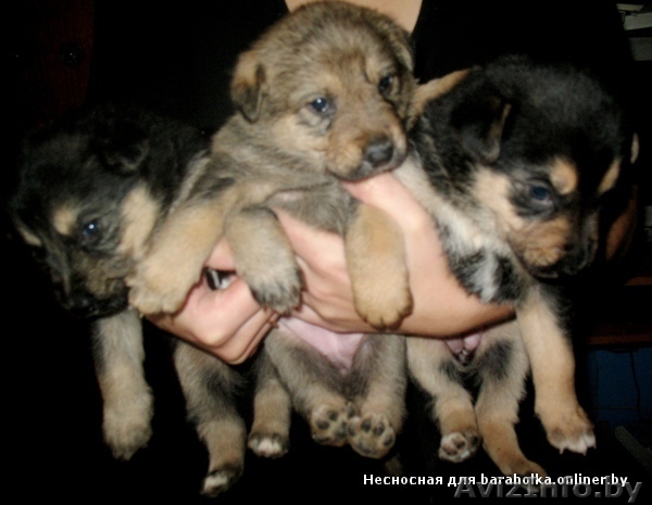 Щенки (мама нем овчарка) - Изображение #1, Объявление #773875