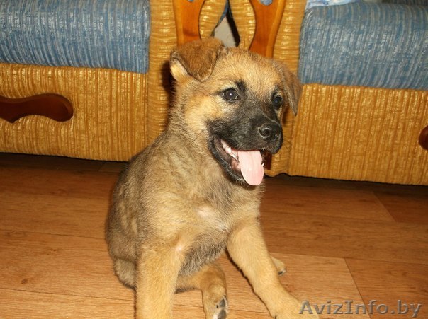 Красивый щенок в дар! - Изображение #1, Объявление #777894