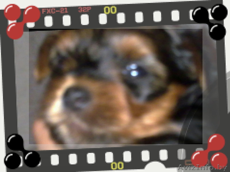 элитные мальчики-йорки - Изображение #1, Объявление #779978