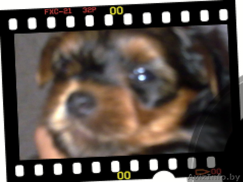 элита йоркширских терьеров - Изображение #1, Объявление #774013