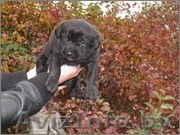 ____Щенки в дар!____ - Изображение #1, Объявление #779242