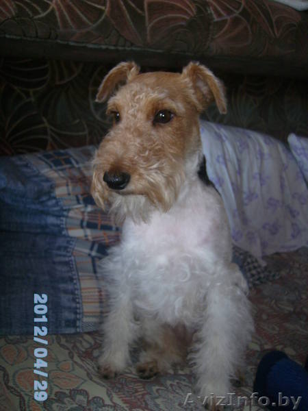 фокстерьер вязка - Изображение #1, Объявление #777459