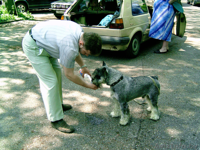 Куплю недорого щенка миттельшнауцера - Изображение #1, Объявление #768228