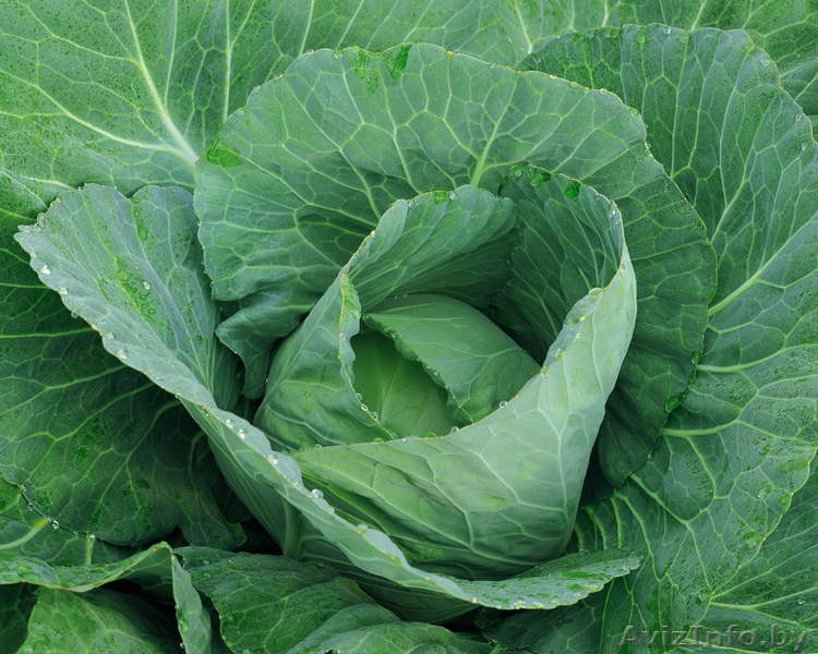 Продаем капусту сортов «Коронет», «Лион», «Анкома» выращенную в Беларуси - Изображение #1, Объявление #775996