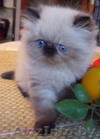 Клубные персидские котята - Изображение #1, Объявление #767663