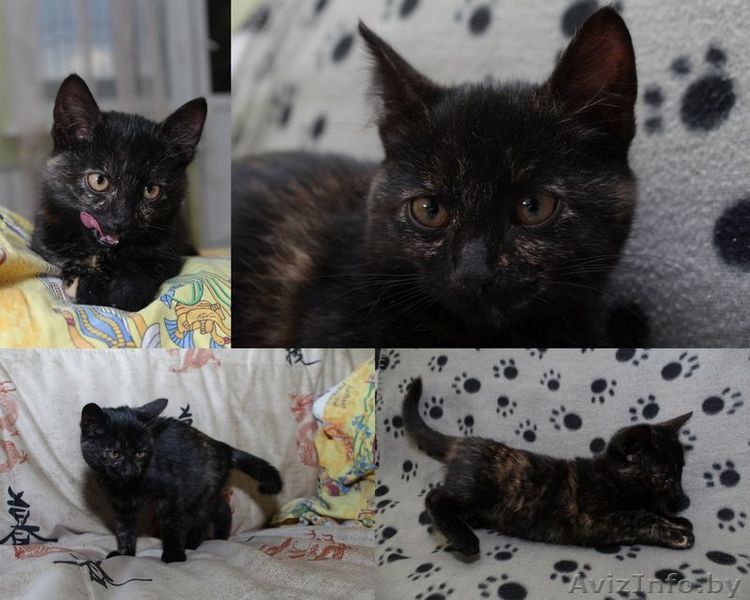 Кошечка 2?5 месяца в дар! - Изображение #1, Объявление #779002