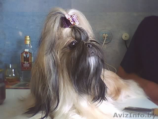 Щенки ши-тцу (бронь) - Изображение #1, Объявление #784494