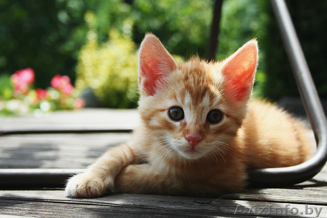  Котёнок- рыжик в дар! - Изображение #1, Объявление #790272