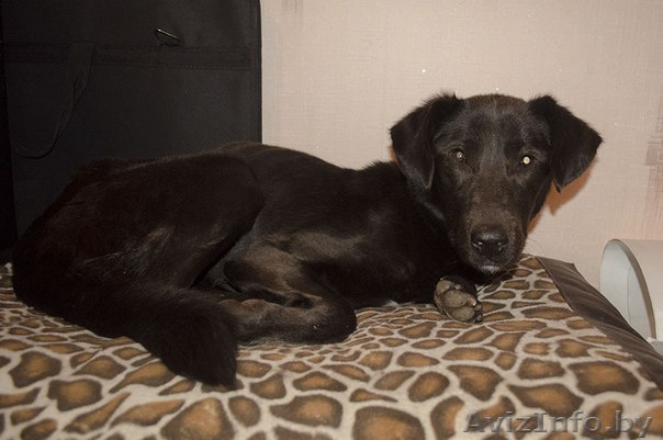 Винни умоляет вас о помощи!!!! - Изображение #1, Объявление #796826