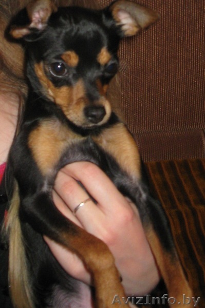 продам щенка той терьера с родословной,8 мес - Изображение #1, Объявление #793649