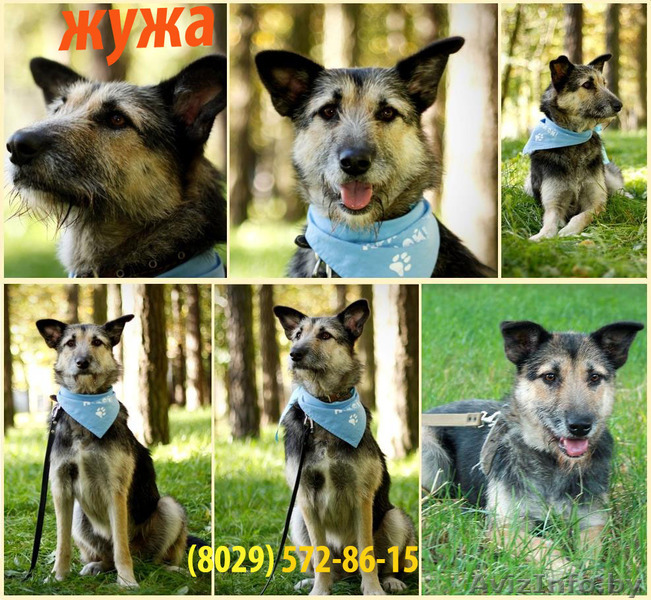 Нежная собака Жужа в хорошие руки - Изображение #1, Объявление #785359