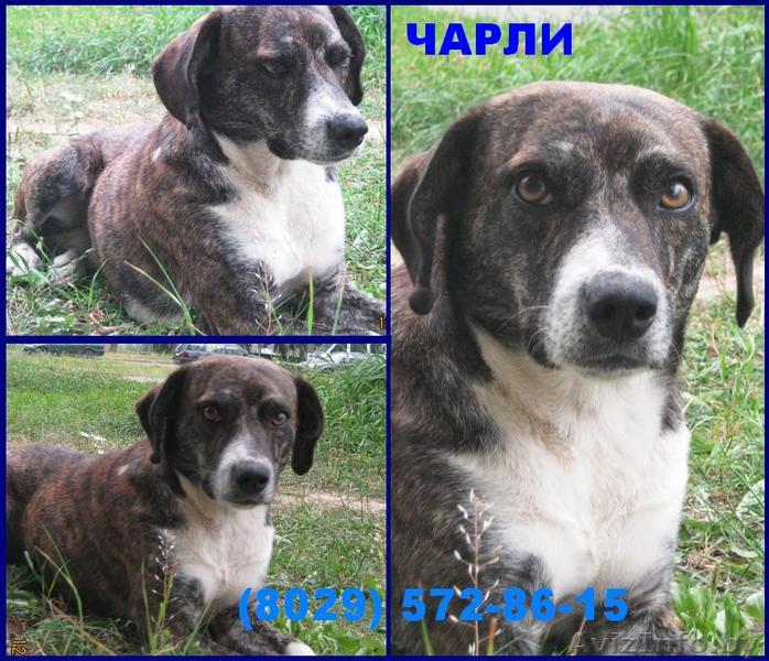 небольшой молоденький пес Чарли в хорошие руки - Изображение #1, Объявление #785357