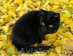 супер котенок в дар - Изображение #1, Объявление #787010