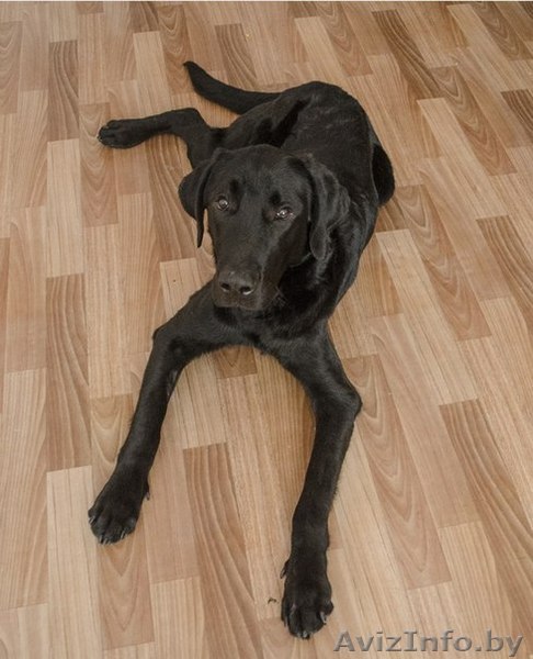 Остин-лабрадор ретривер в дар! - Изображение #1, Объявление #784186
