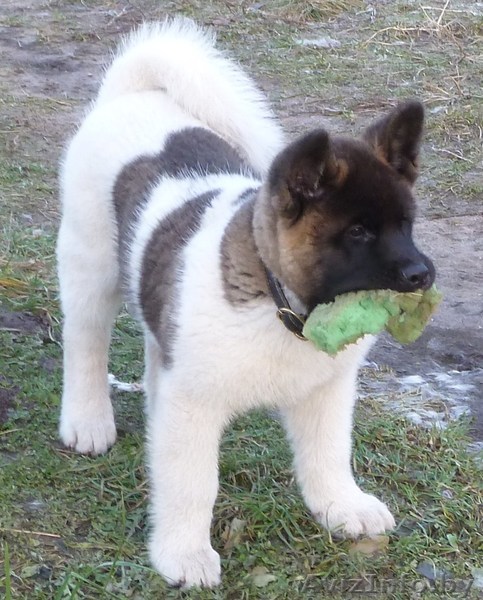 акита американская - Изображение #1, Объявление #790918