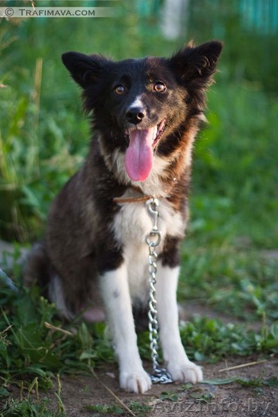 Нона в поисках нового дома! - Изображение #1, Объявление #792060