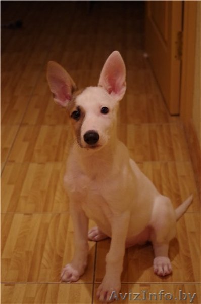 Щенулька в добрые руки - Изображение #1, Объявление #788476