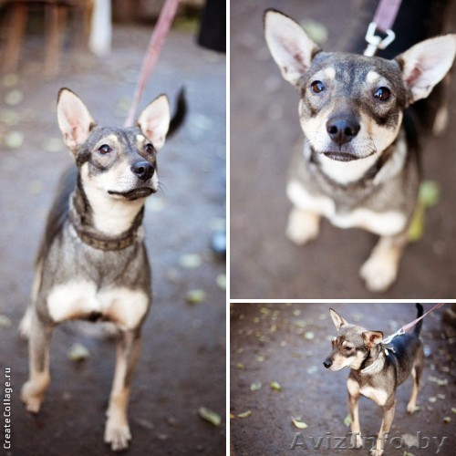 Карликовый пинчер (метис) в дар! - Изображение #1, Объявление #806286