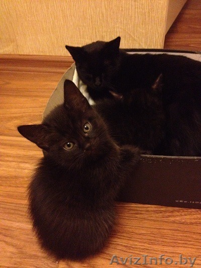 Котятки в добрые руки - Изображение #1, Объявление #808234