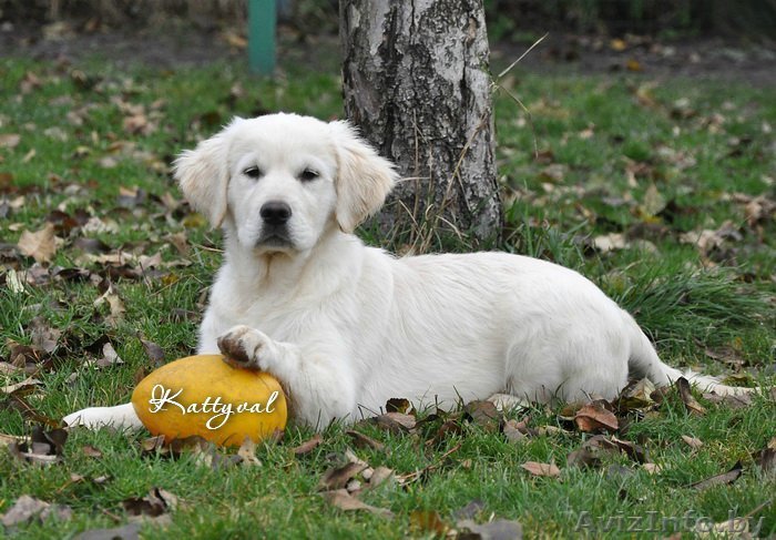 Золотистый ретривер щенки - Изображение #1, Объявление #809168