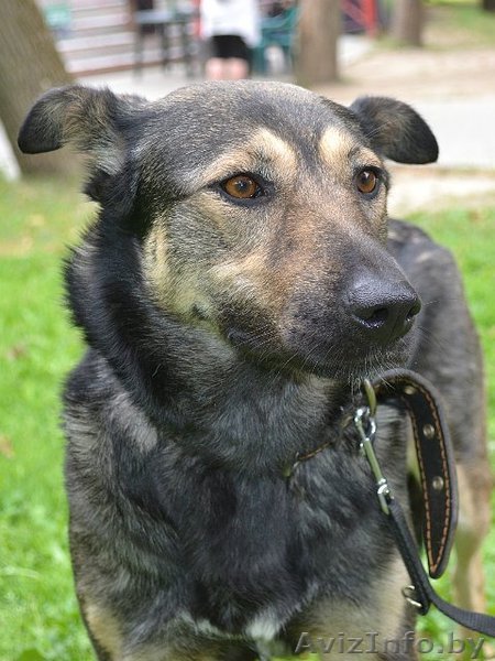 Милая собачка в добрые руки! - Изображение #1, Объявление #806728