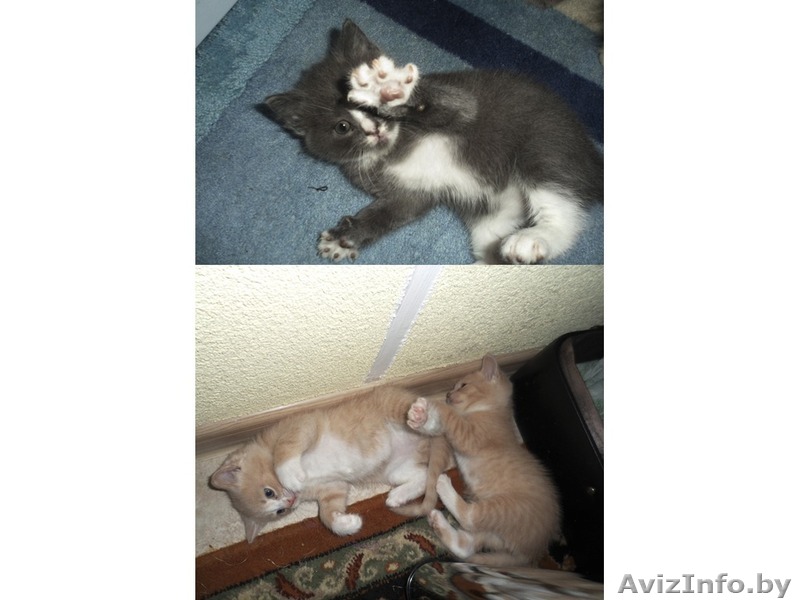 Отдадим котёнка в добрые руки  - Изображение #1, Объявление #807414