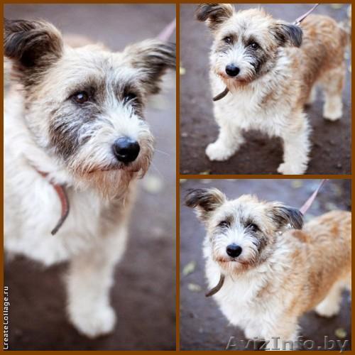 Нежная Манюша станет самым верным другом - Изображение #1, Объявление #801522