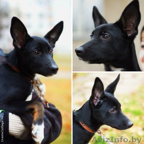 Красавица Айя ищет дом! - Изображение #1, Объявление #805584