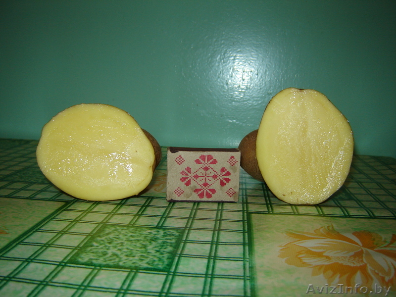 продаю крупный картофель - Изображение #1, Объявление #801854