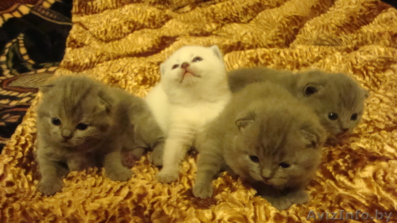 Шотландские новогодние котята - Изображение #1, Объявление #809537