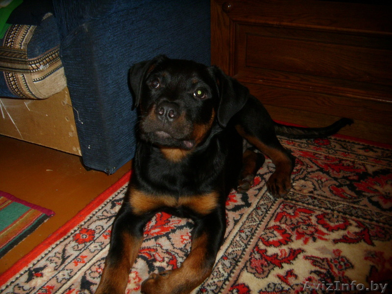 щенок ратвелера - Изображение #1, Объявление #805375